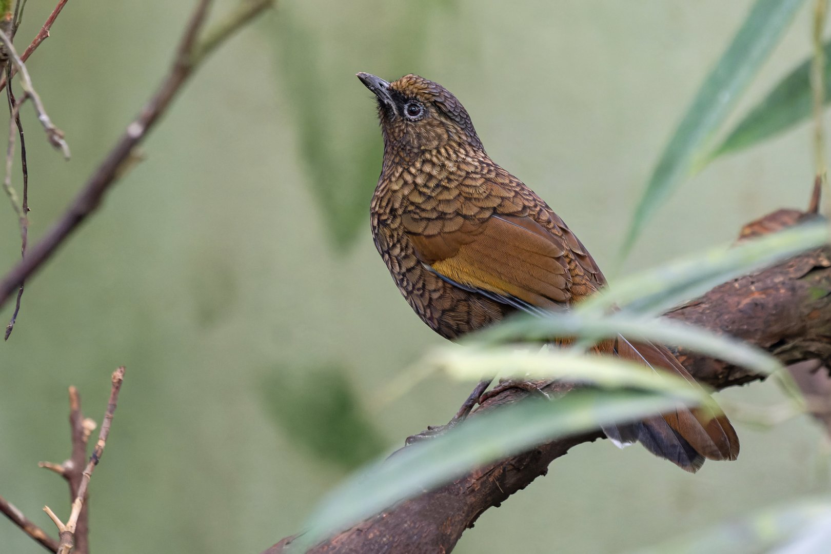 Scaly laughingthrush (Trochalopteron subunicolor)
