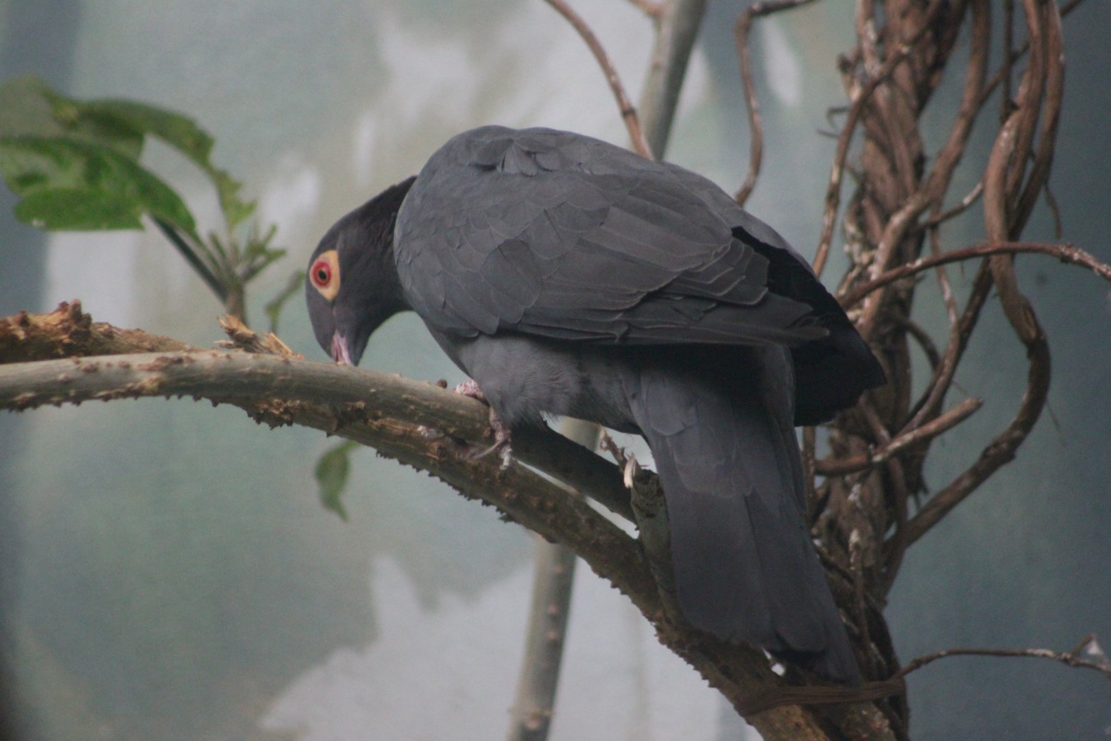 Scaly-naped pigeon (Columba squamosa)