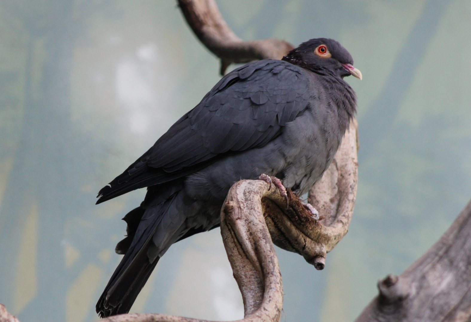 Scaly-naped pigeon - Columba squamosa