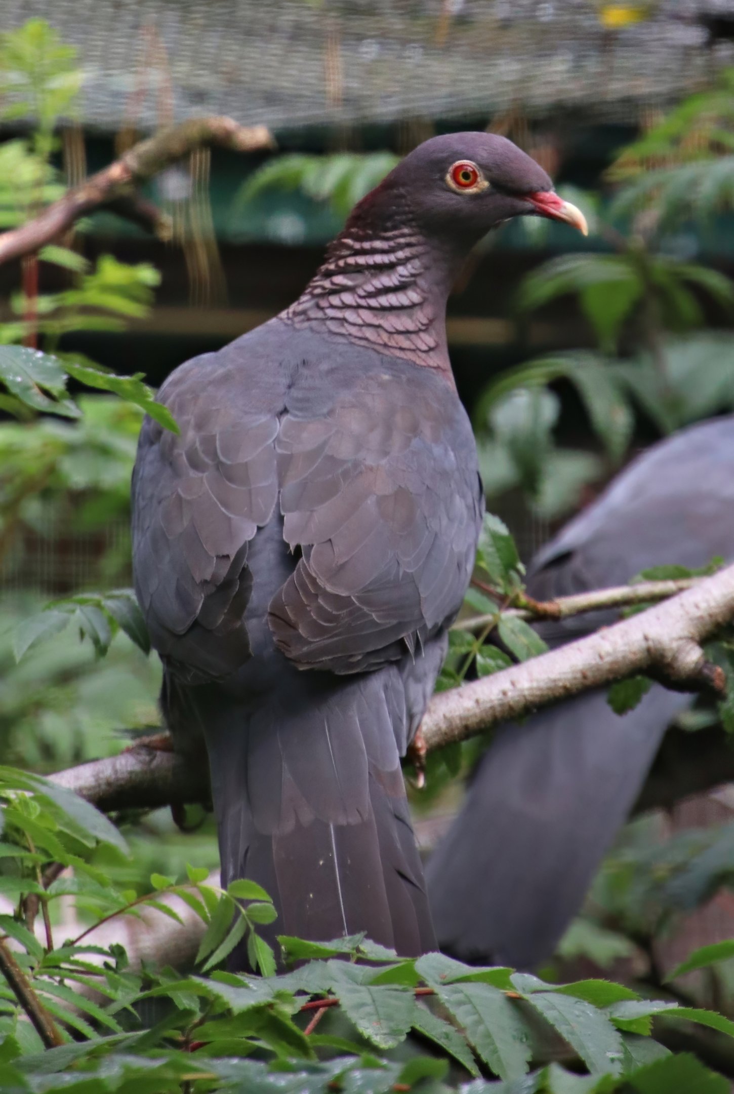 Scaly-naped pigeon (Patagioenas squamosa)