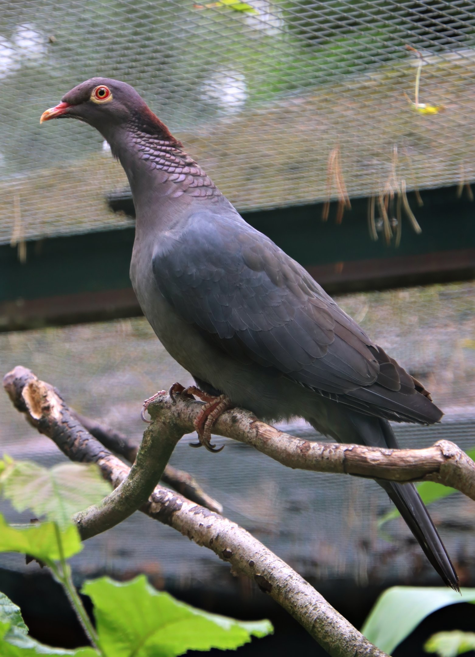 Scaly-naped pigeon (Patagioenas squamosa)