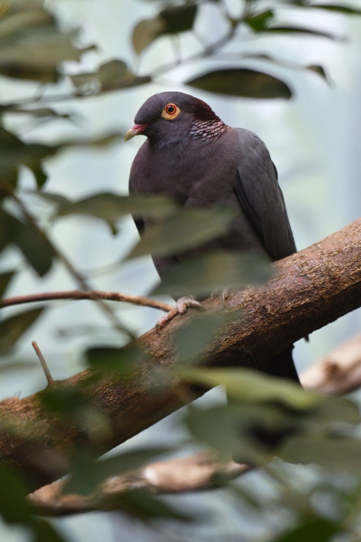 Scaly-naped pigeon Patagioenas squamosa