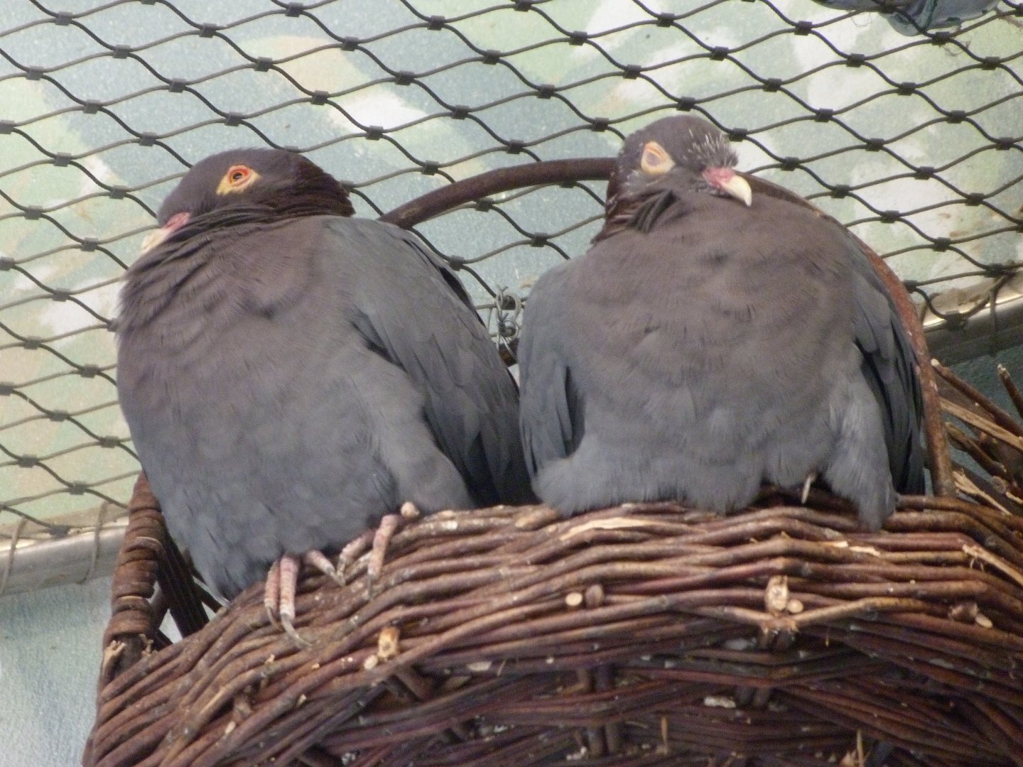 Scaly-naped pigeons -Zoo Praha (2025)