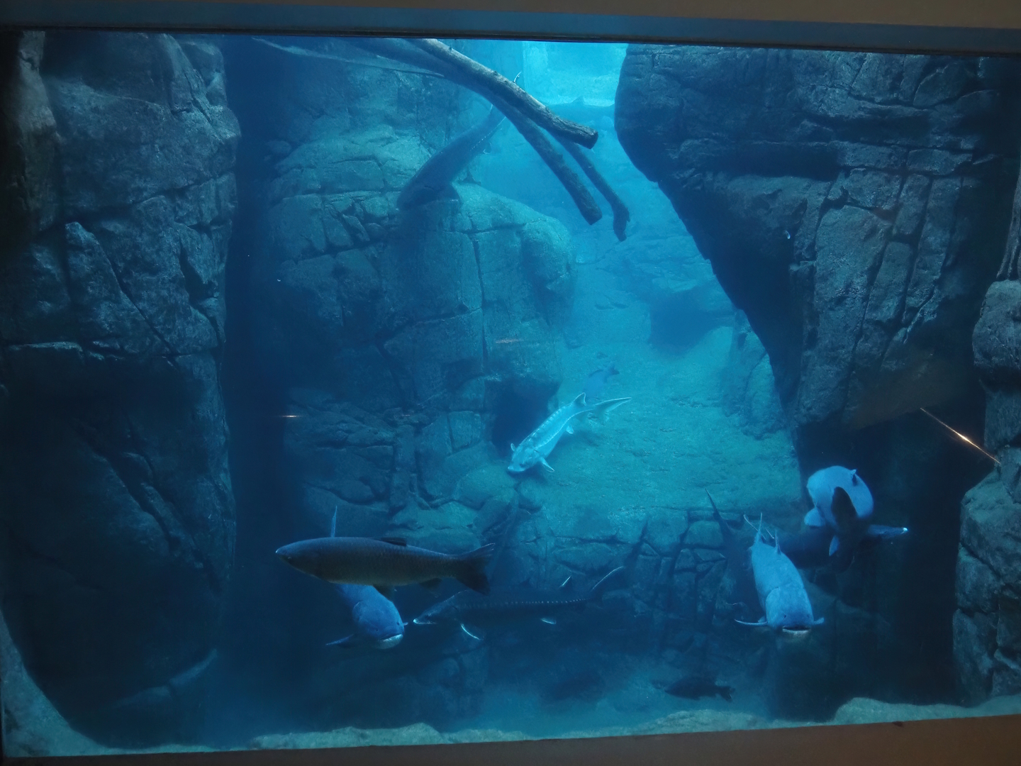 Scaly-sided merganser and fish exhibit, now with multiple carp species added, 2025-11-30