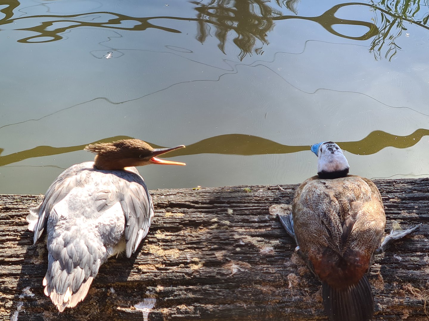 Scaly-sided merganser and White-headed duck in Taiga aviary