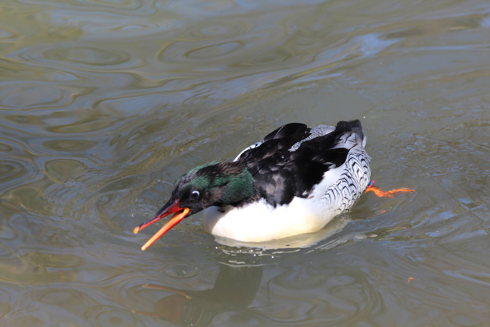 Scaly-sided Merganser - Apr 2014
