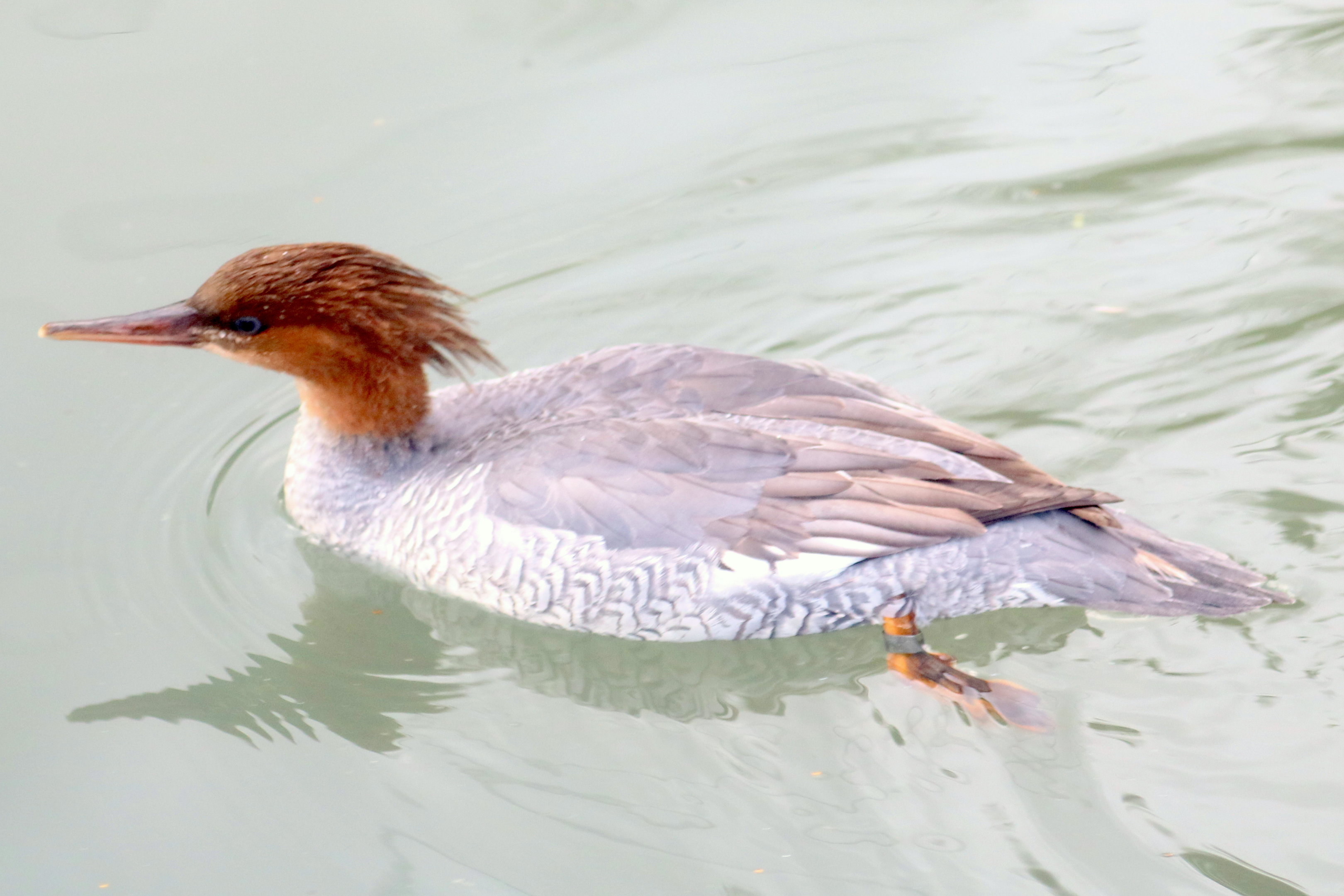 Scaly-sided merganser; Arundel; 6th October 2022