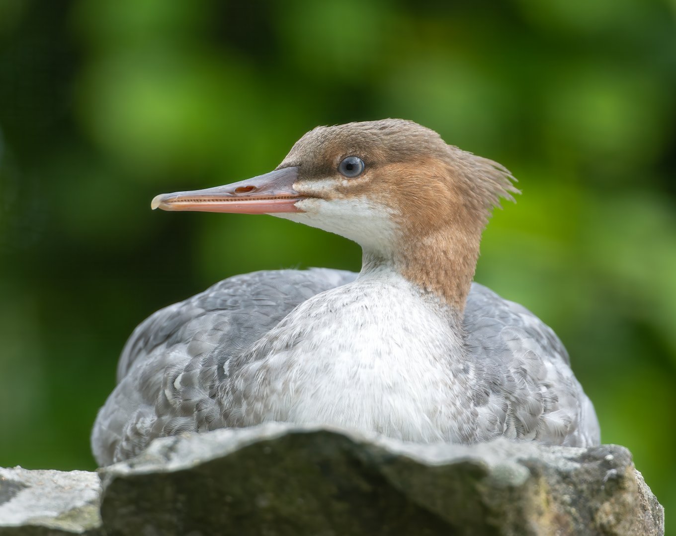 Scaly sided Merganser (f), WWT Arundel, UK