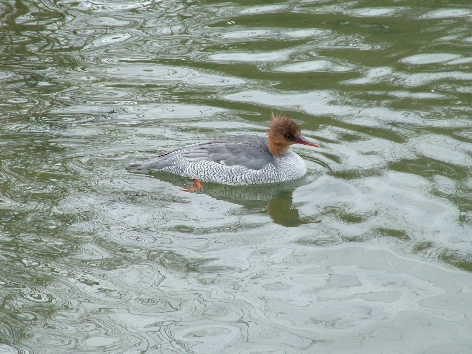 Scaly-sided Merganser (female) at Arundel WWT 13/03/10
