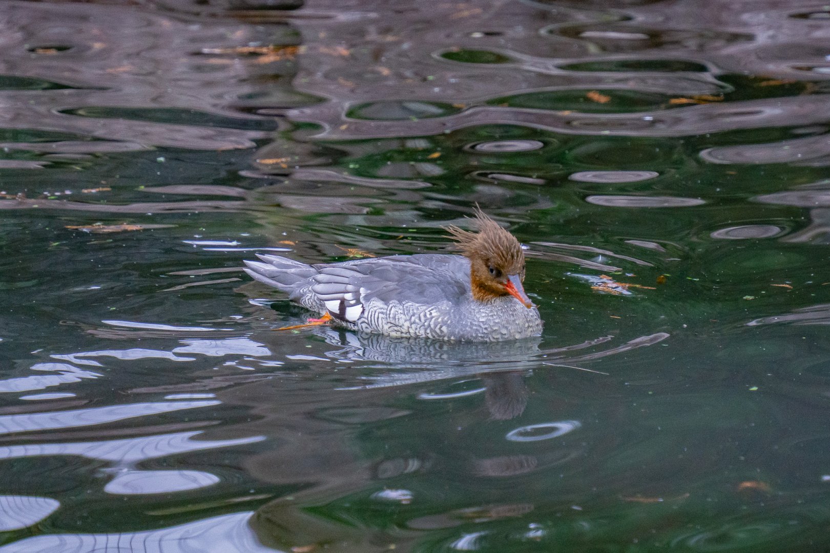 Scaly-sided merganser (female)