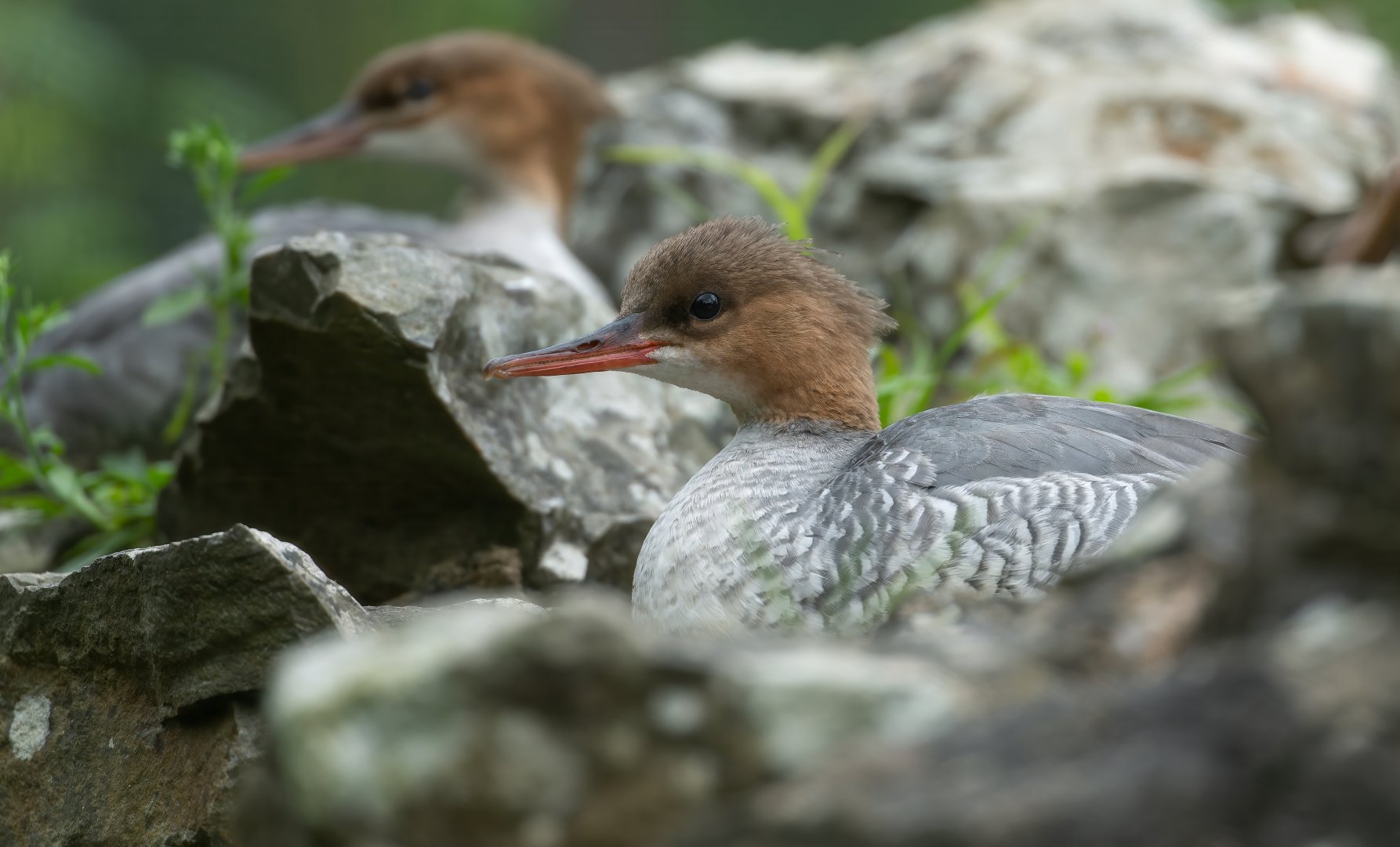 Scaly sided Merganser (juvenile), WWT Arundel, UK