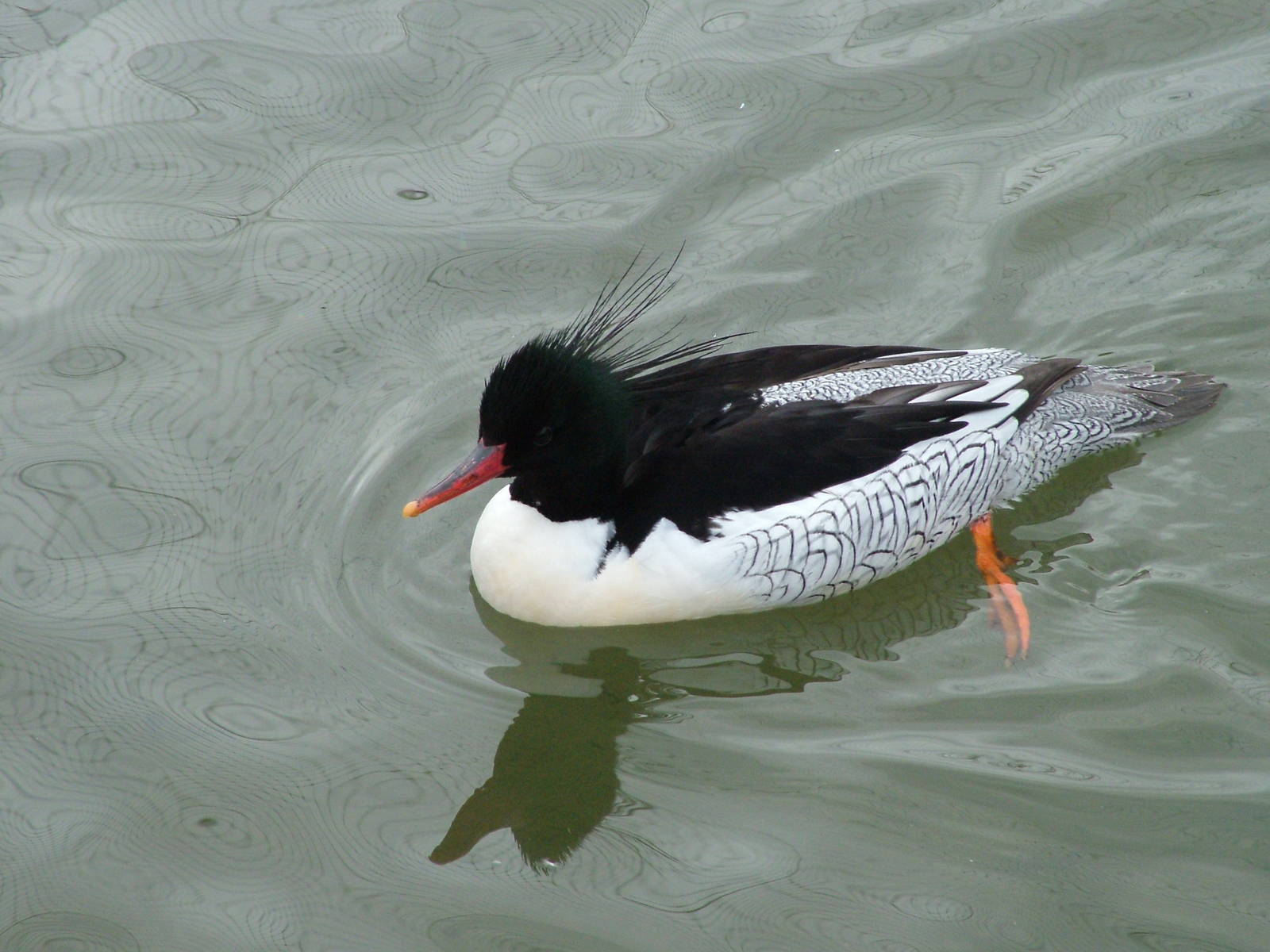 Scaly-sided Merganser (male) at Arundel WWT 13/03/10