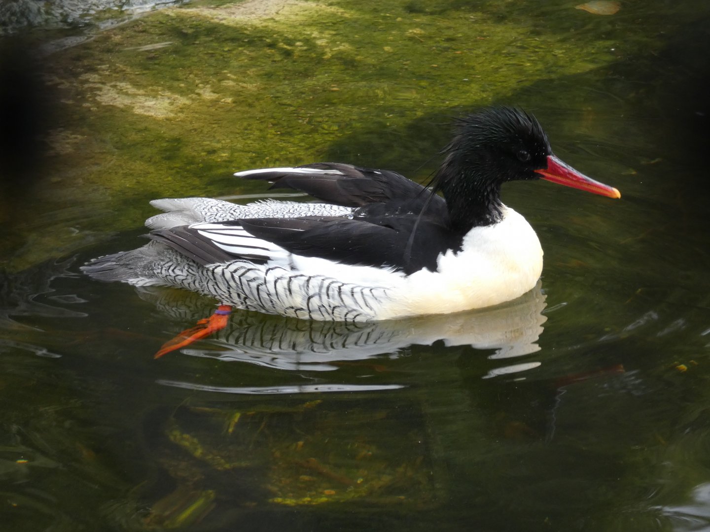 Scaly-sided merganser male