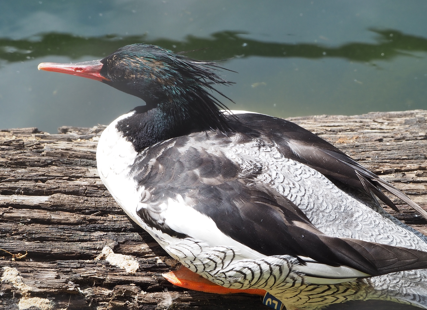 Scaly-sided merganser (Mergus squamatus), 2022-08-20