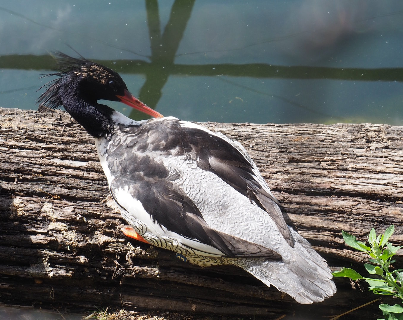 Scaly-sided merganser (Mergus squamatus), 2022-08-20