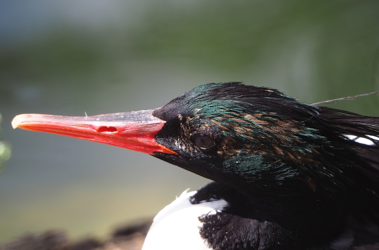 Scaly-sided merganser (Mergus squamatus), 2022-08-20