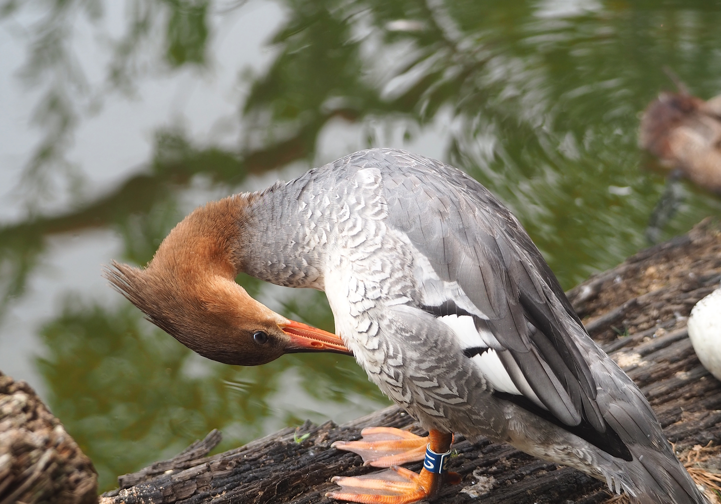 Scaly-sided merganser (Mergus squamatus), 2023-07-18