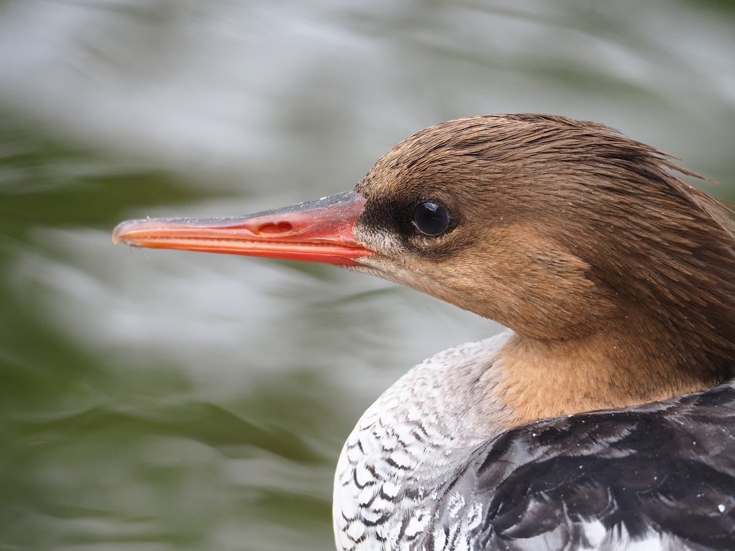 Scaly-sided merganser (Mergus squamatus), 2023-07-18