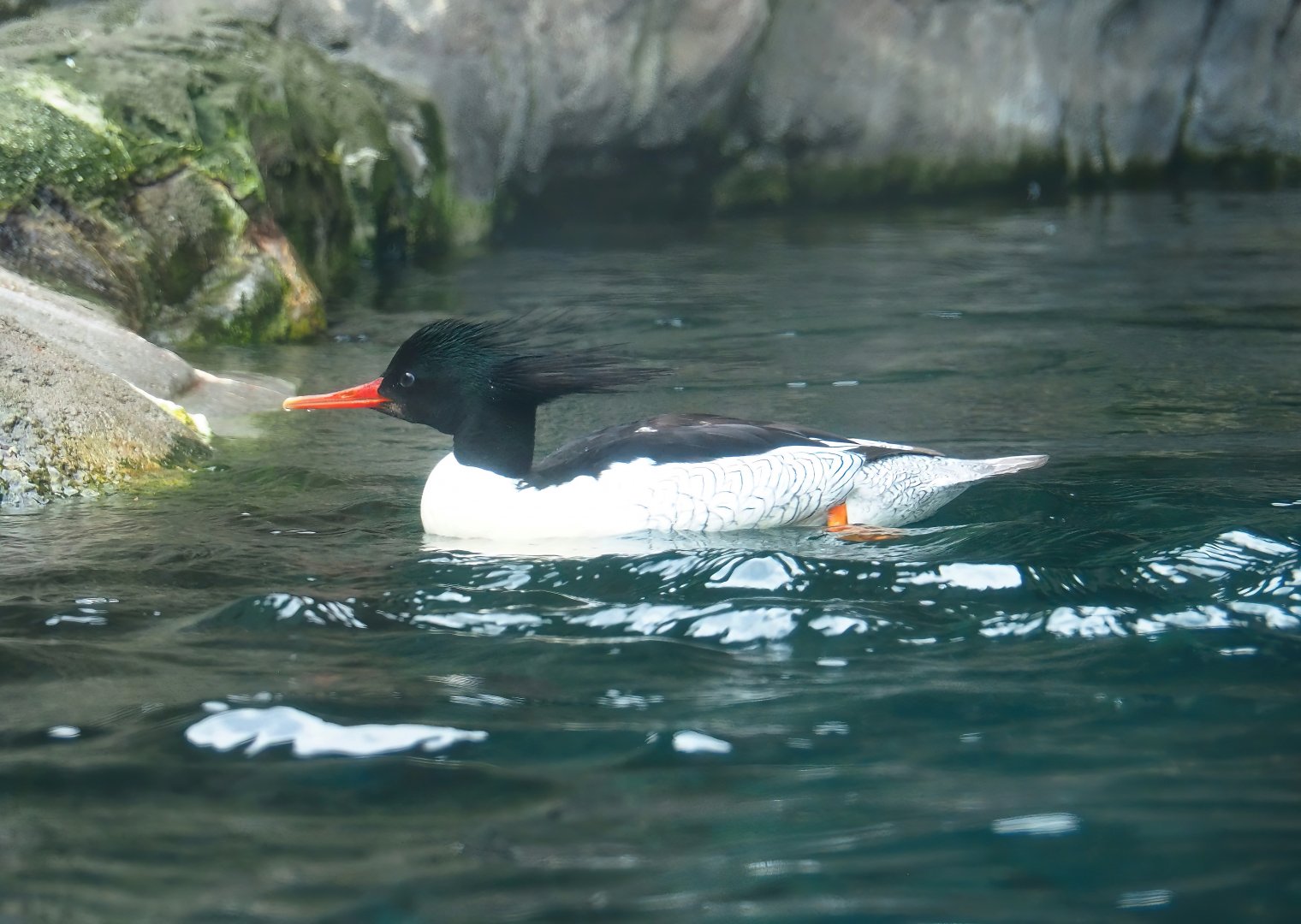 Scaly-sided merganser (Mergus squamatus), 2024-02-17