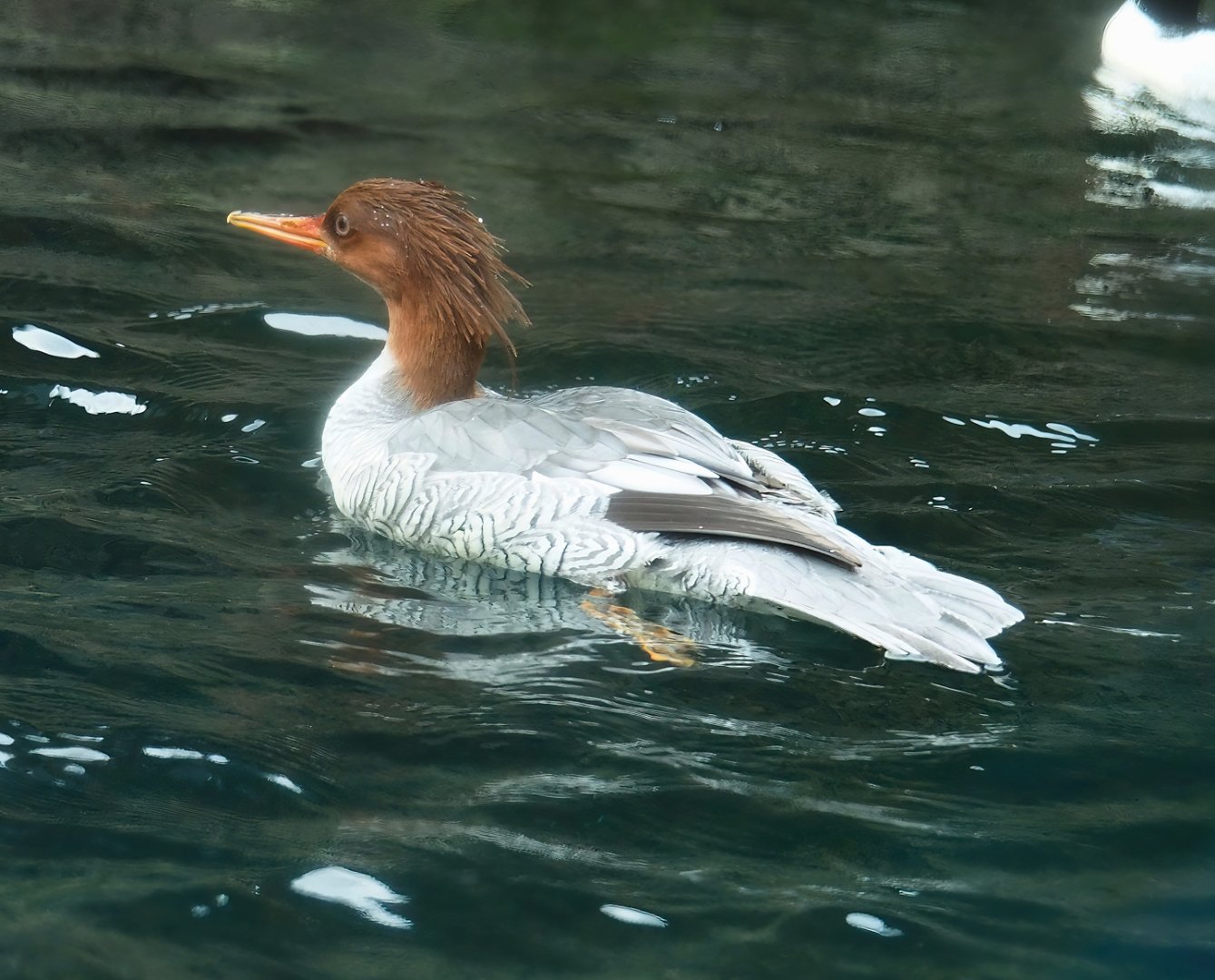 Scaly-sided merganser (Mergus squamatus), 2024-02-17