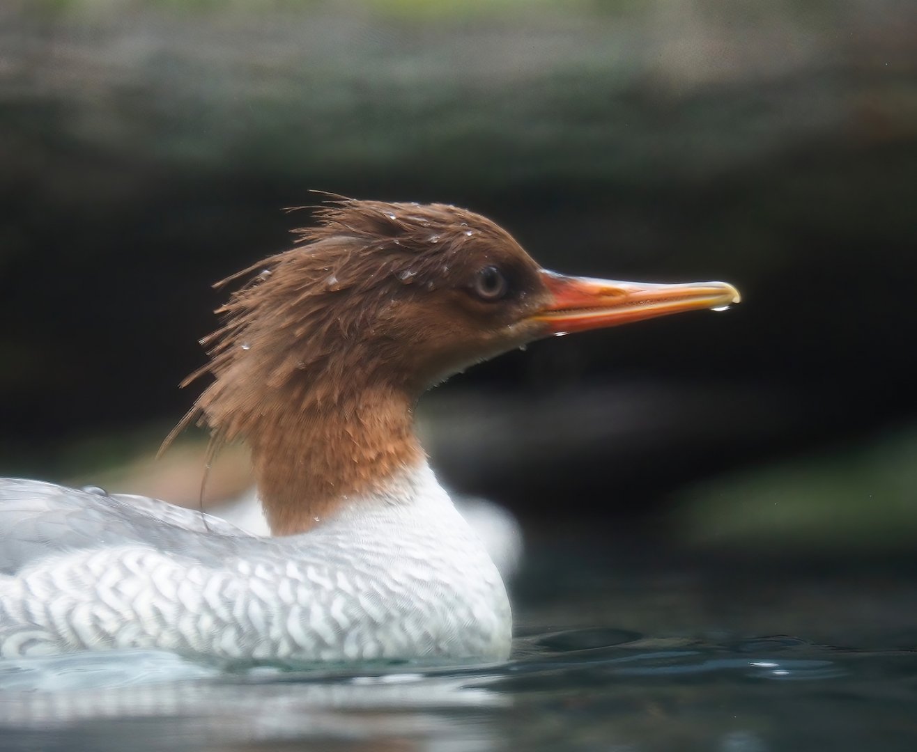 Scaly-sided merganser (Mergus squamatus), 2024-02-17