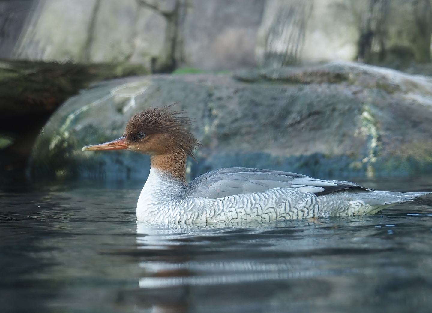 Scaly-sided merganser (Mergus squamatus), 2024-03-09