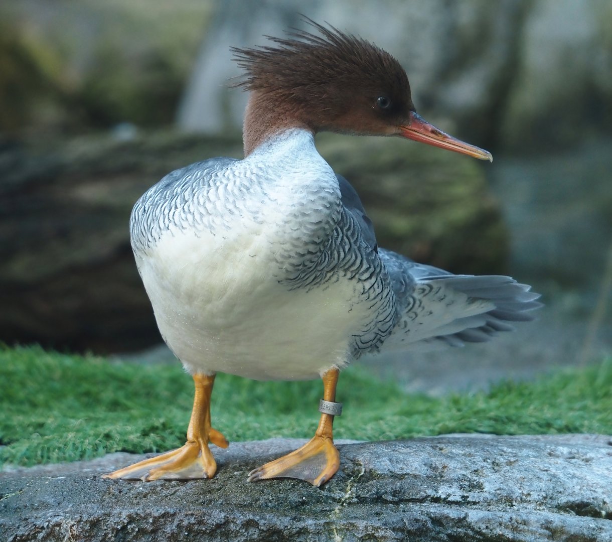 Scaly-sided merganser (Mergus squamatus), 2024-03-09