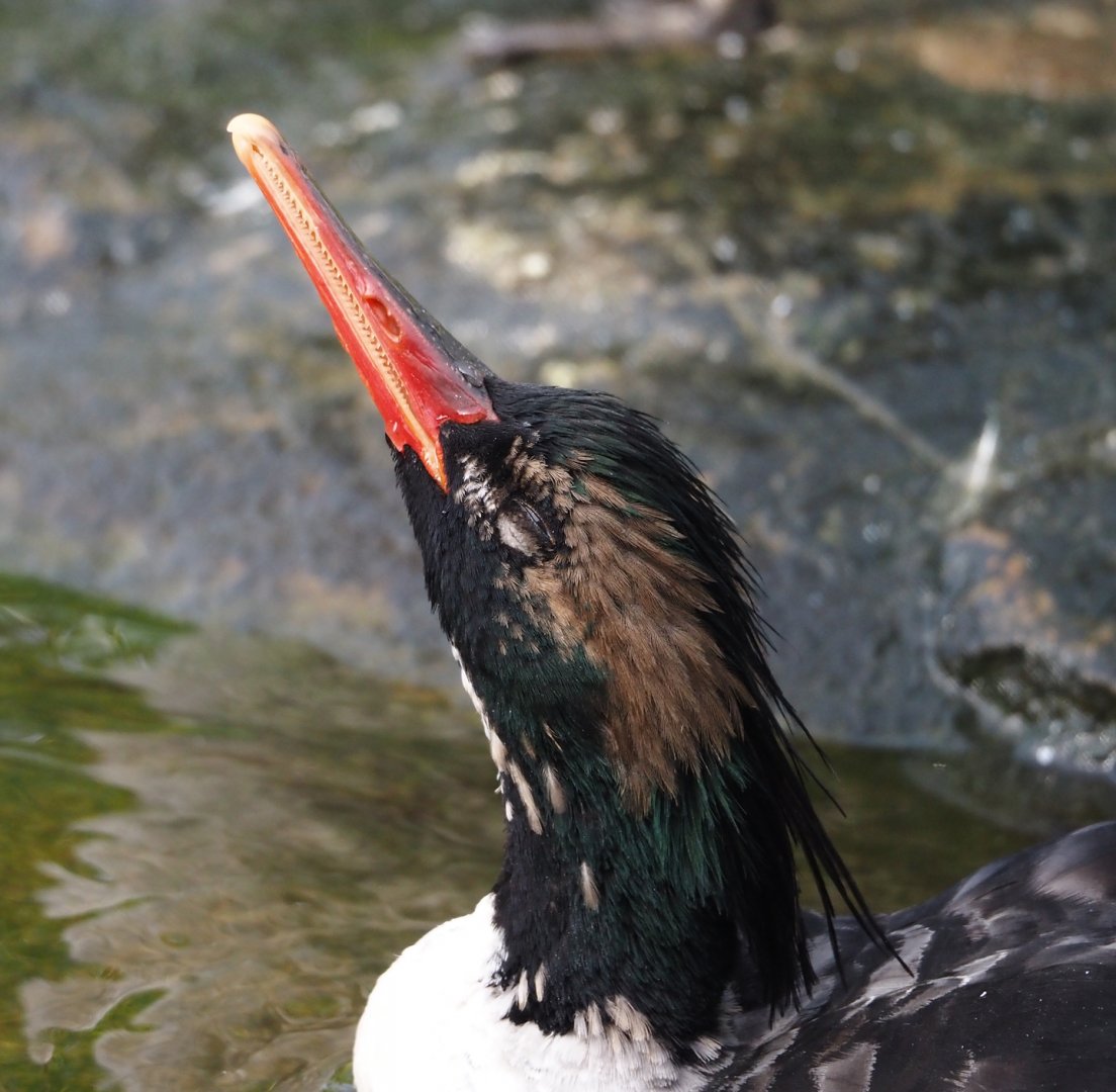 Scaly-sided merganser (Mergus squamatus), 2024-08-21