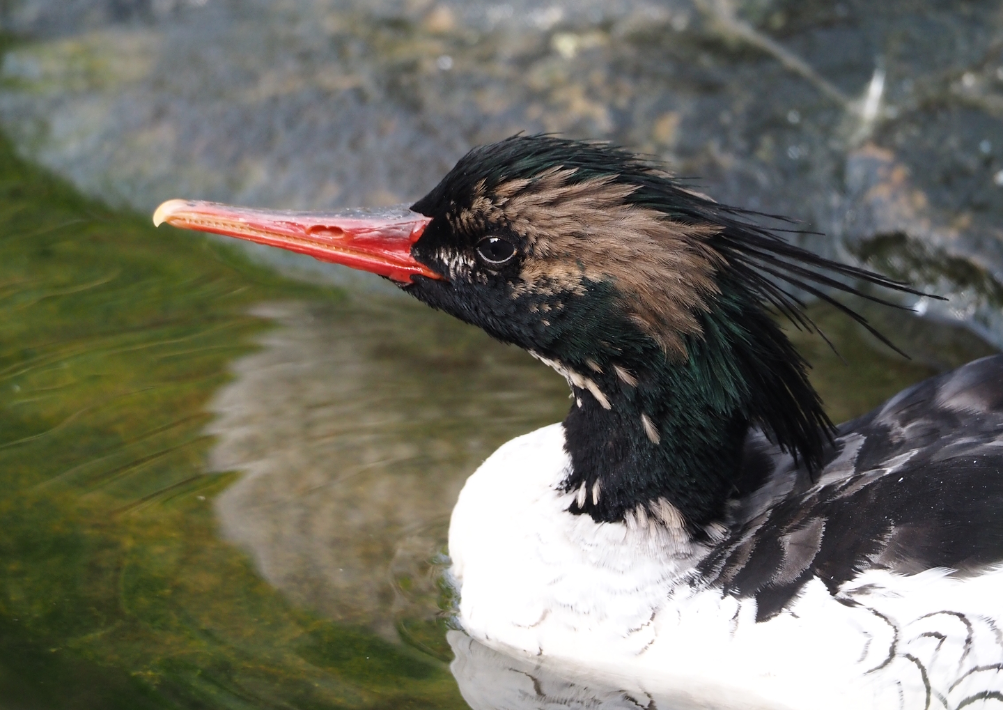 Scaly-sided merganser (Mergus squamatus), 2024-08-21
