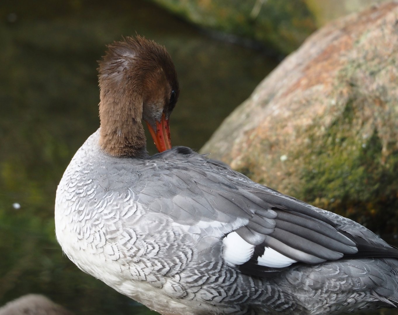 Scaly-sided merganser (Mergus squamatus), 2024-08-21