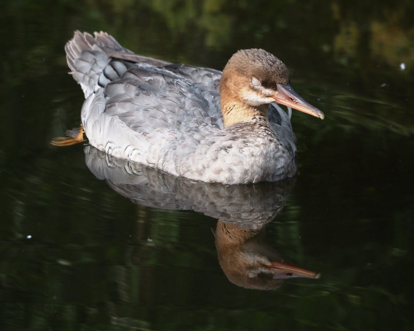 Scaly-sided merganser (Mergus squamatus), 2024-08-21