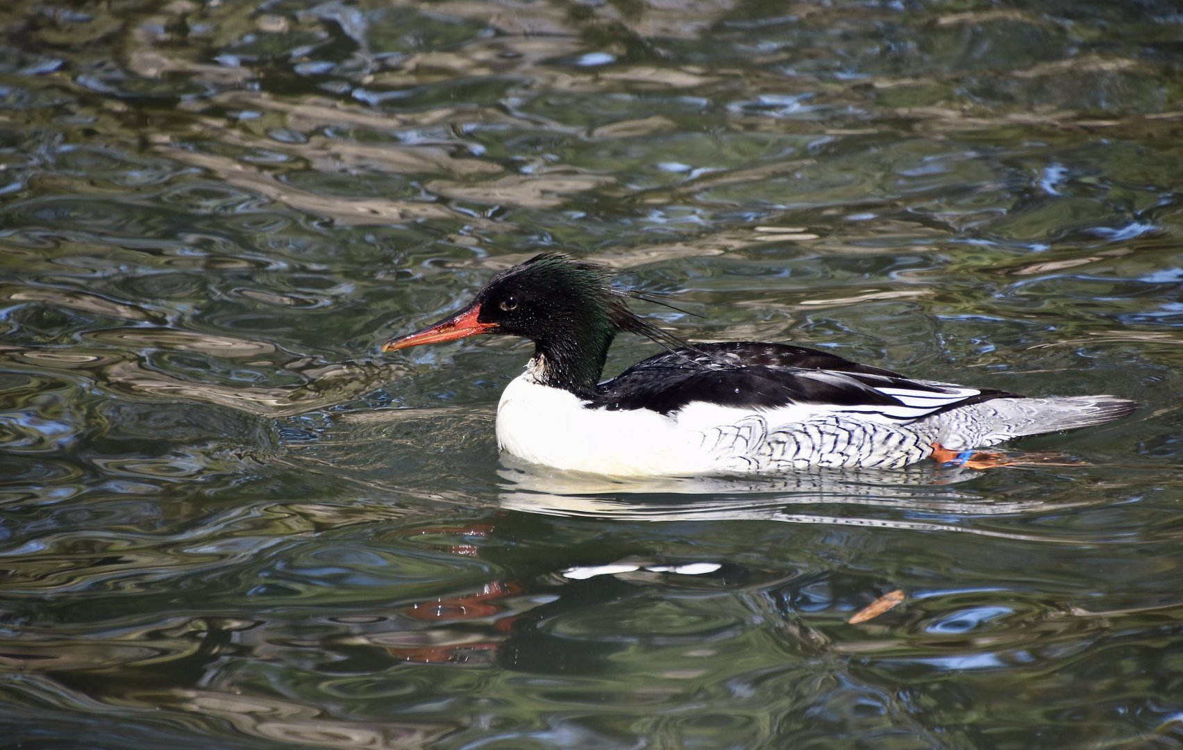 Scaly-Sided Merganser (Mergus squamatus) male