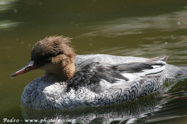 Scaly-sided merganser (Mergus squamatus)