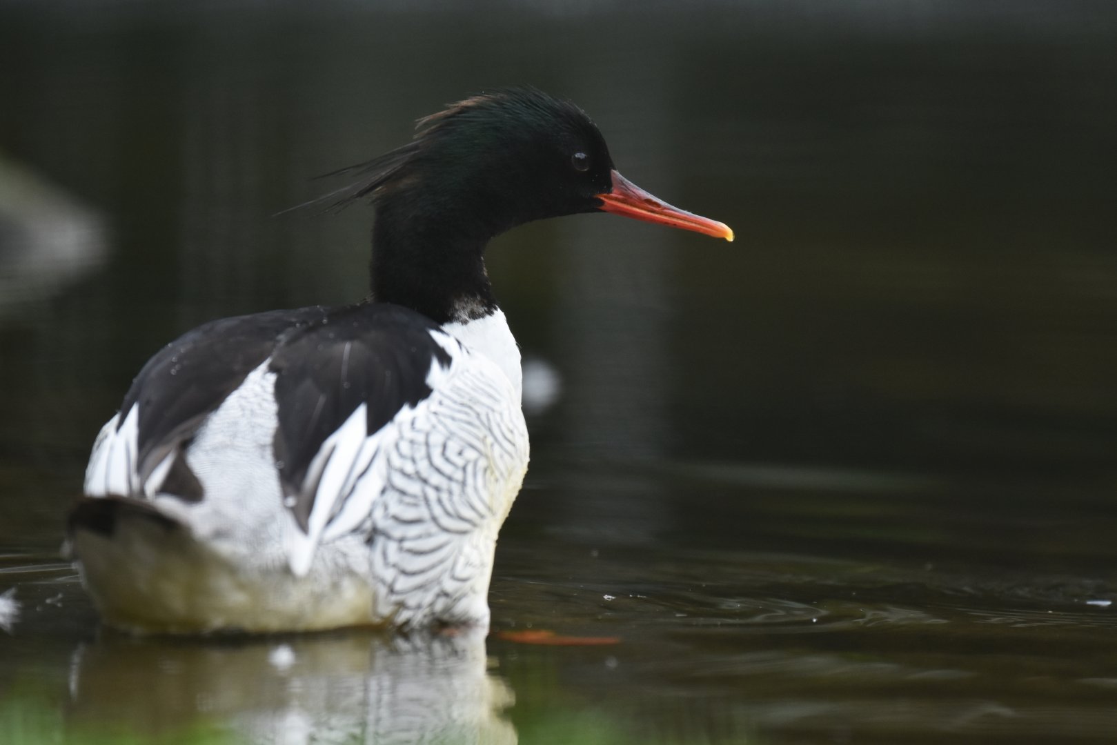 Scaly-sided Merganser (Mergus squamatus)