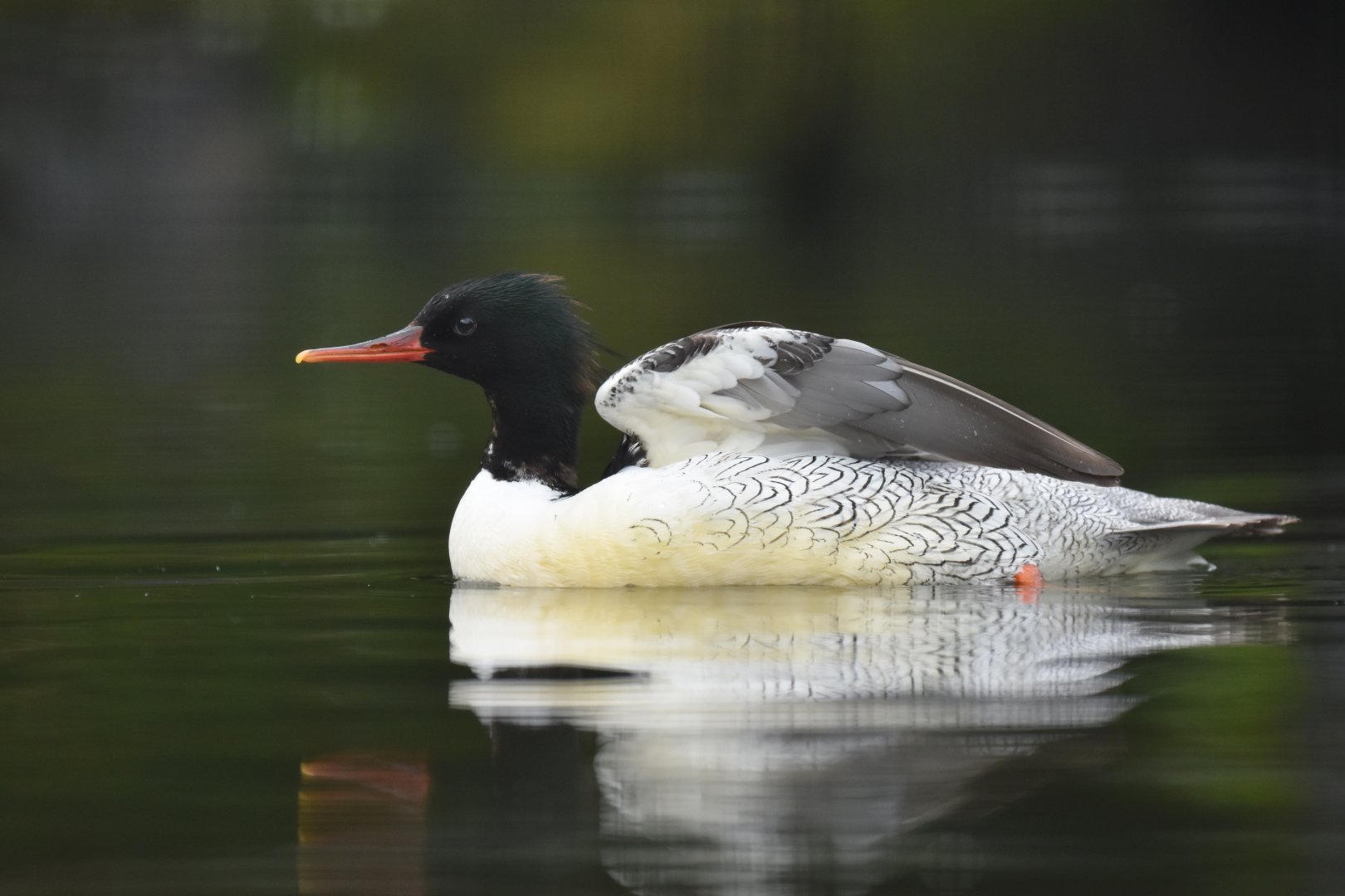 Scaly-sided Merganser (Mergus squamatus)