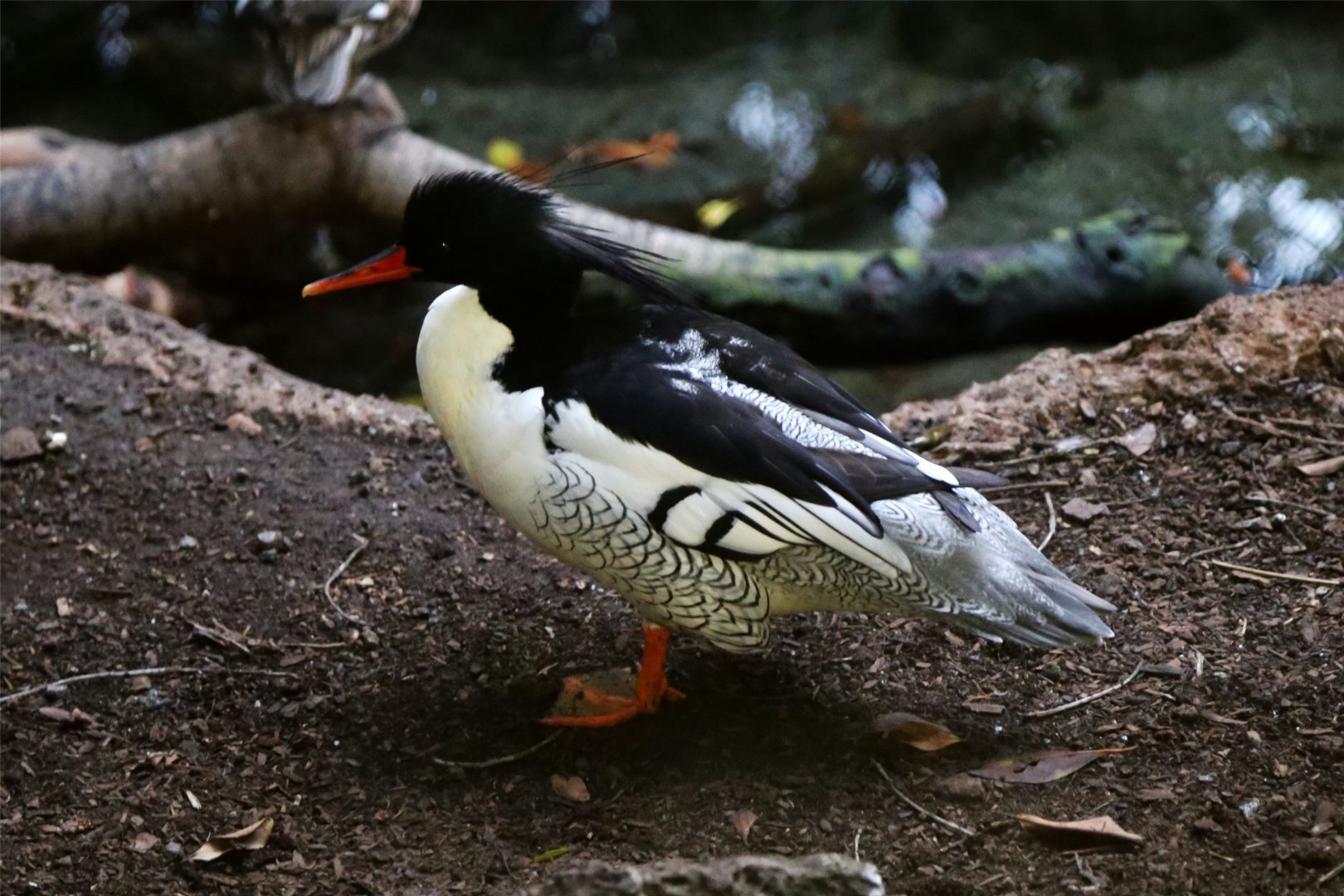 Scaly-sided Merganser (Mergus squamatus)