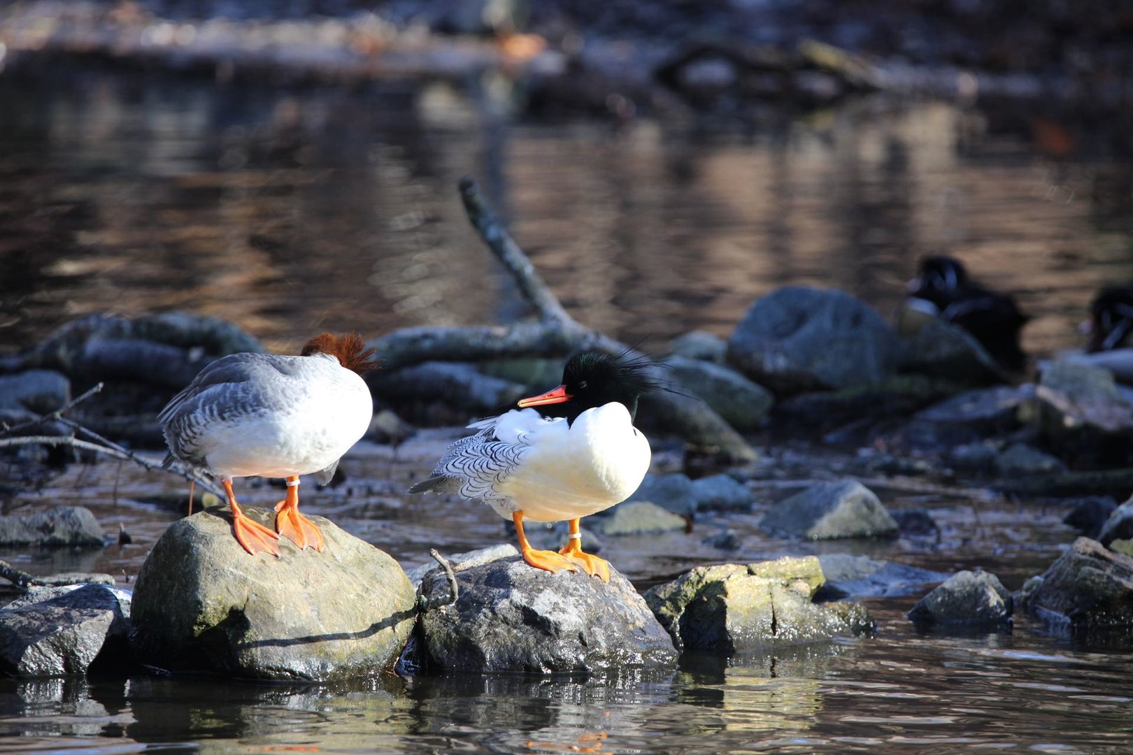Scaly-sided merganser/ Mergus squamatus