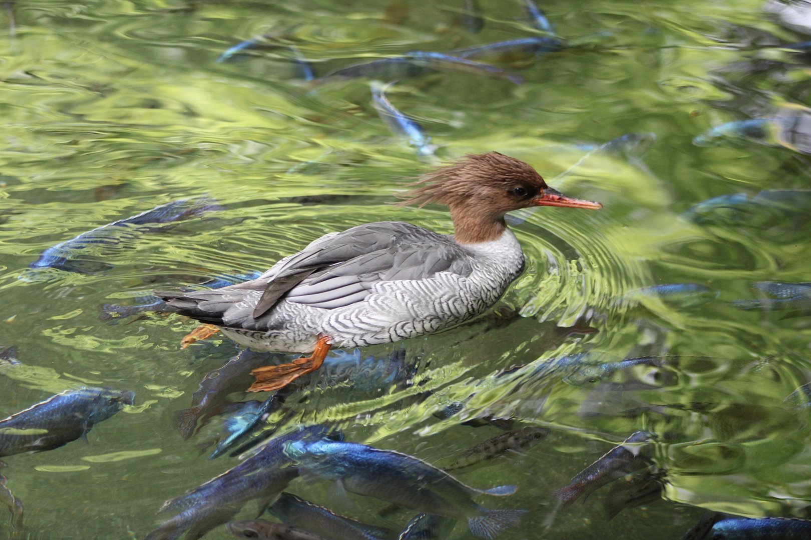 Scaly-Sided Merganser (Mergus squamatus)