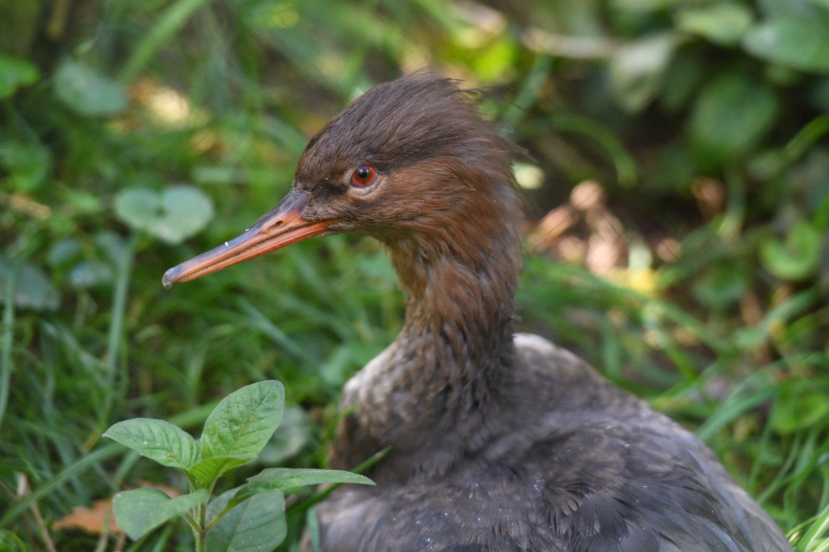 Scaly-sided merganser Mergus squamatus