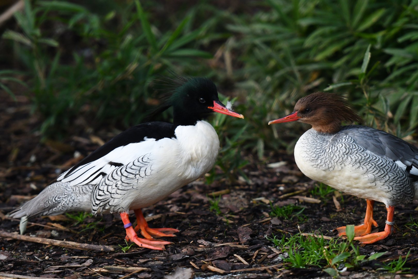 Scaly-sided merganser Mergus squamatus