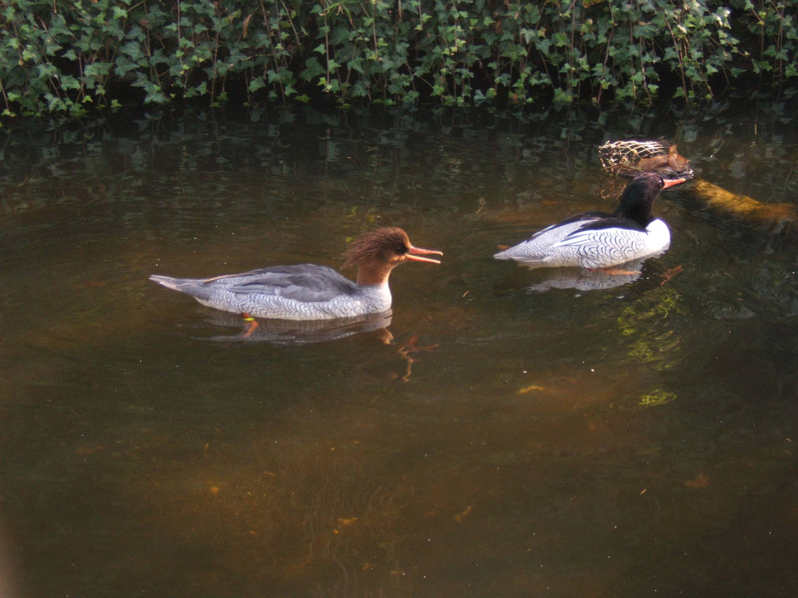Scaly-sided Merganser