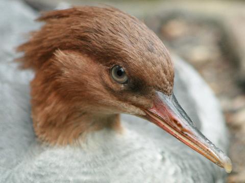 Scaly-sided Merganser