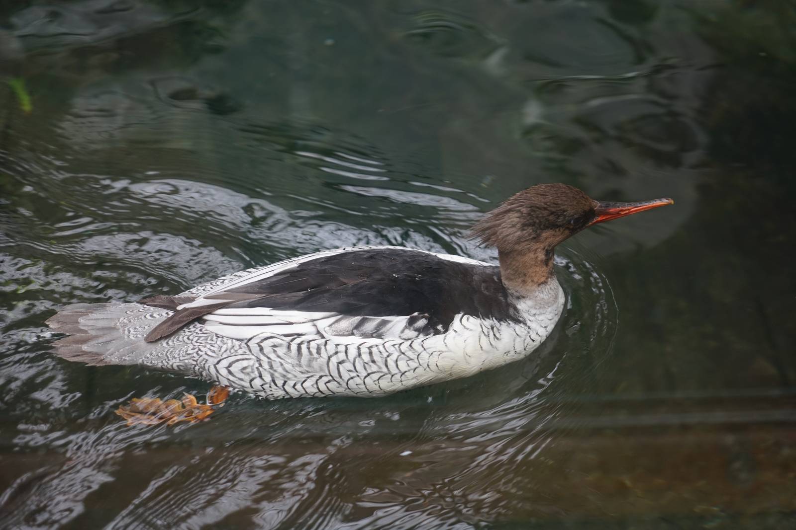 Scaly-sided Merganser