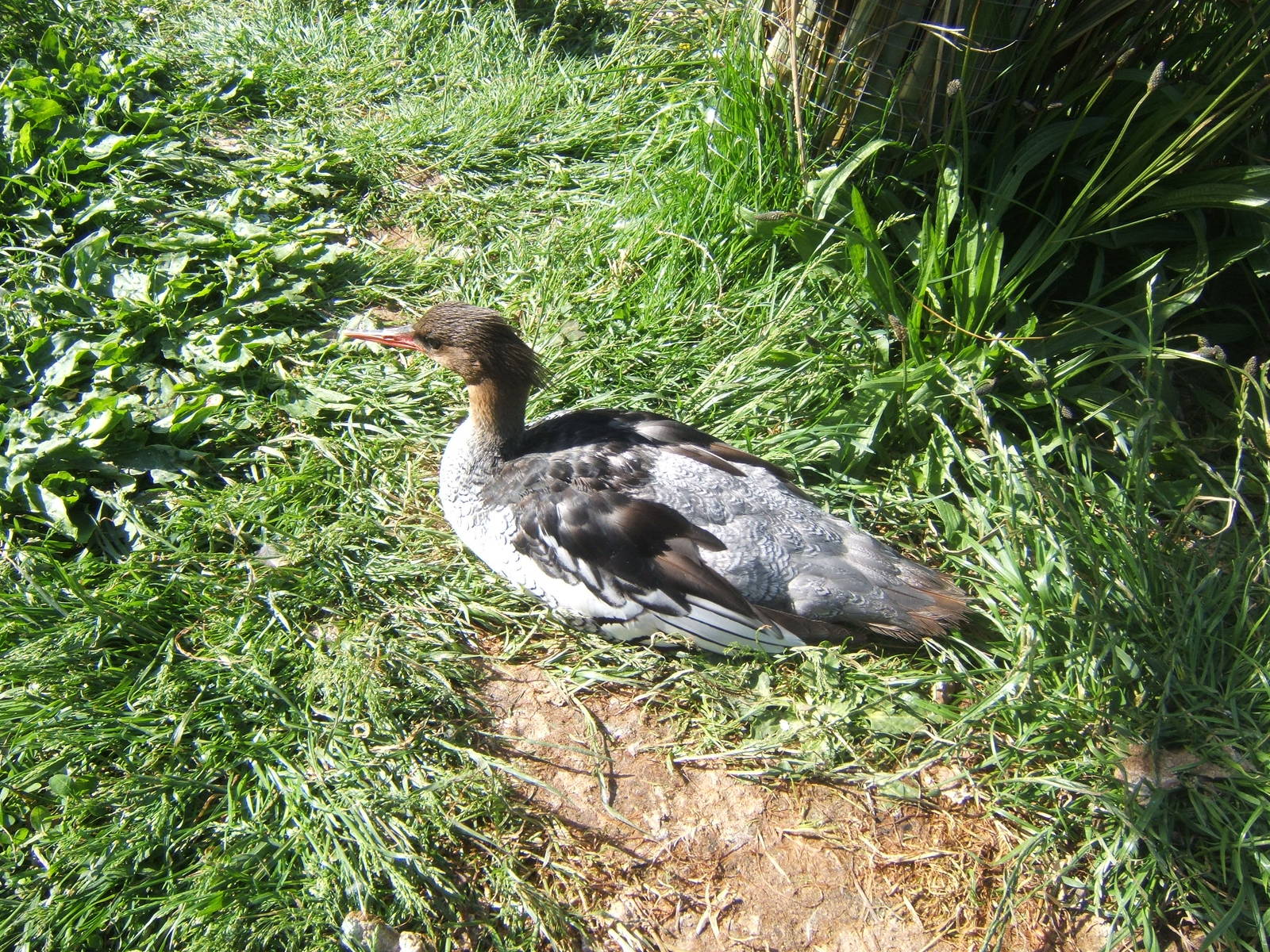 Scaly-sided Merganser
