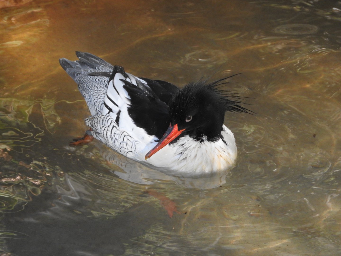 Scaly-sided Merganser