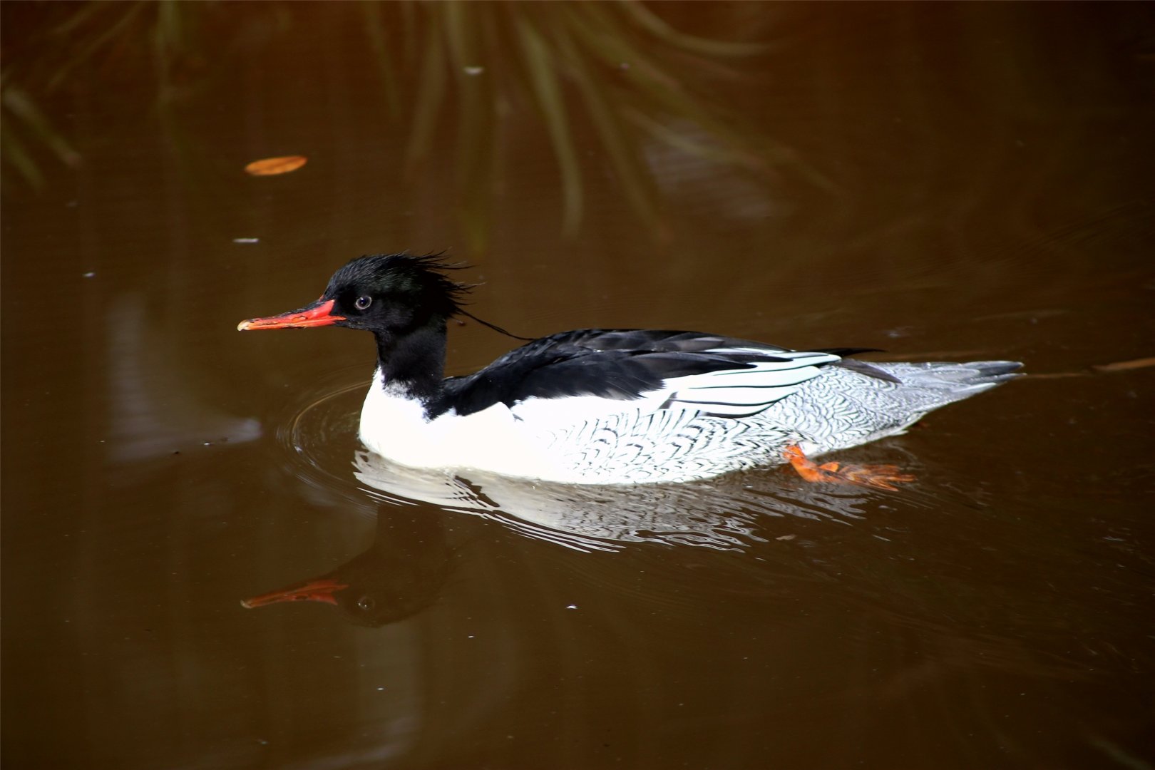 Scaly-sided merganser