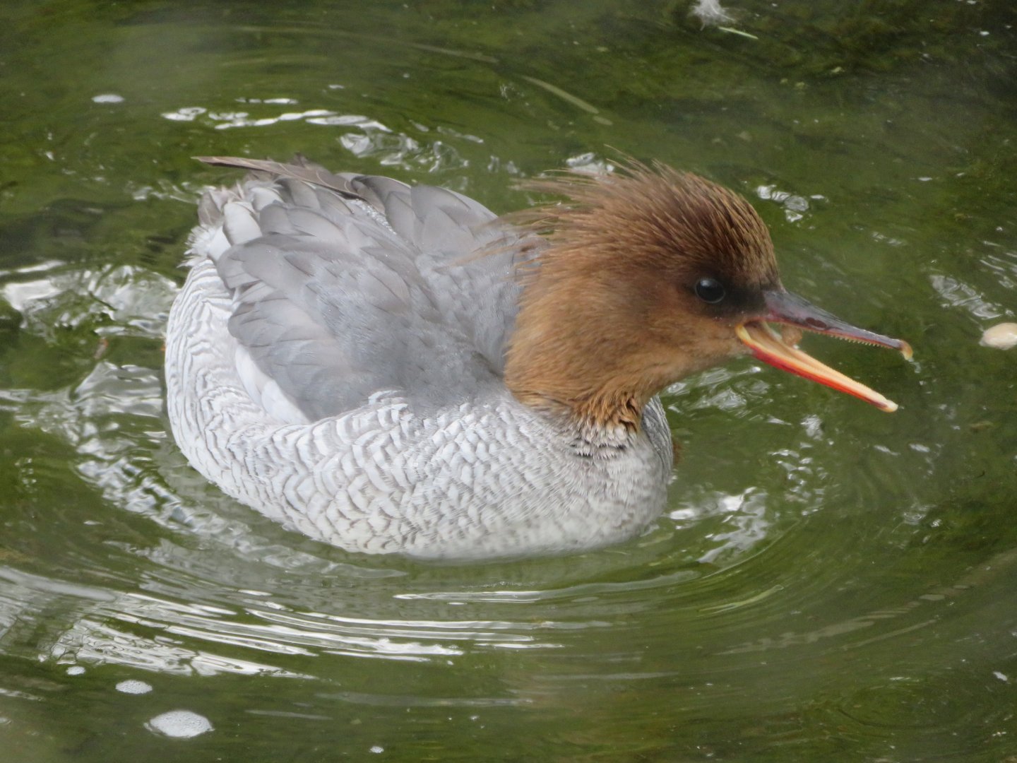 Scaly sided merganser