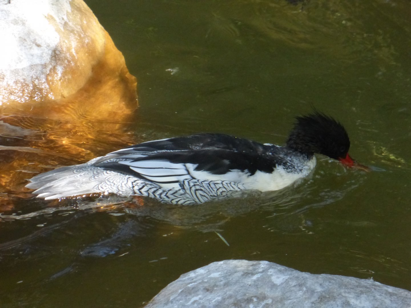Scaly sided merganser