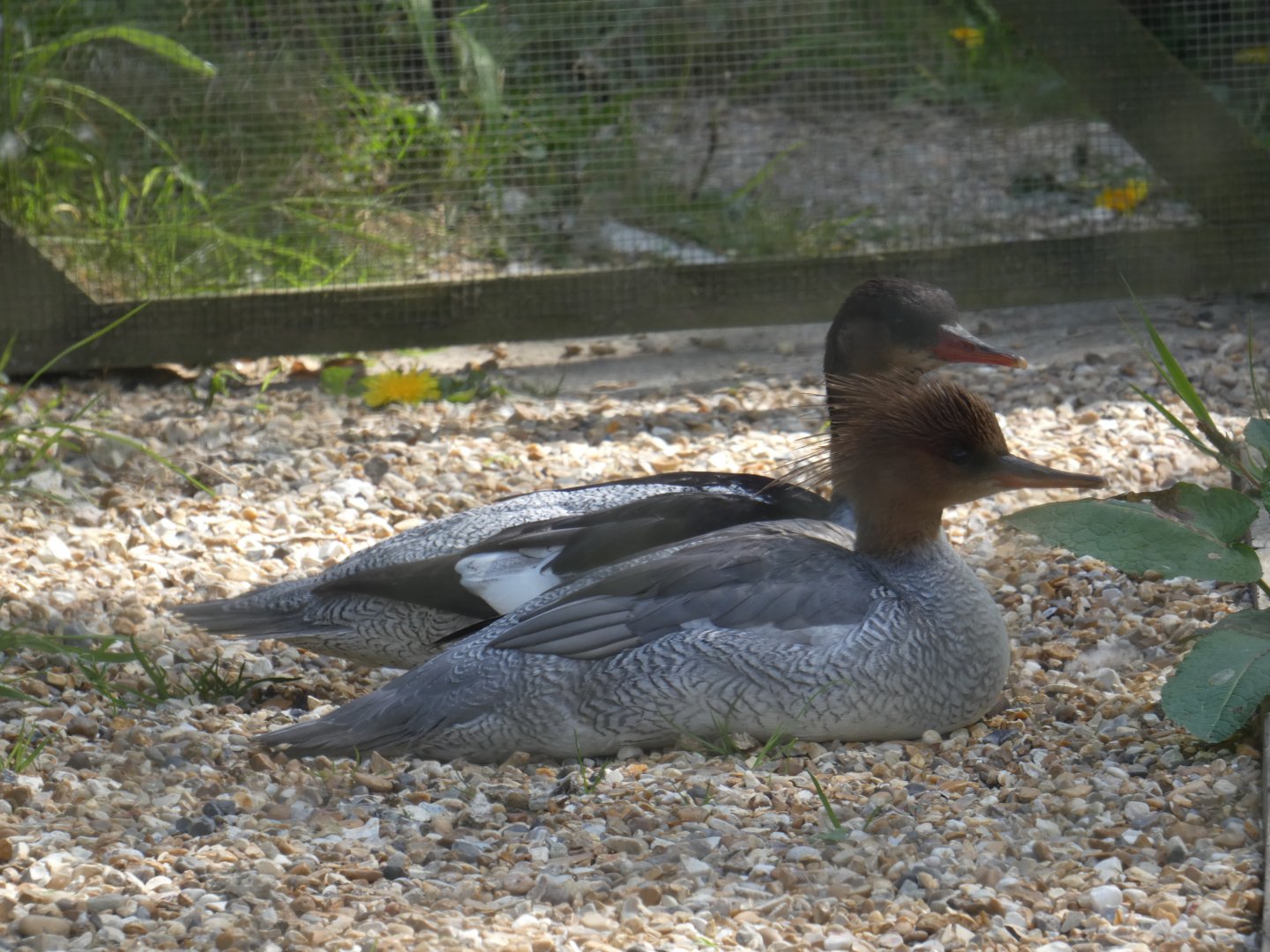 Scaly-sided merganser