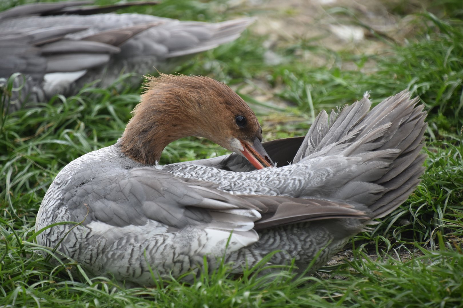 Scaly-sided merganser